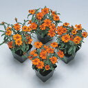 花 種 百日草 プチランドオレンジ タキイ種苗 プロ向け 家庭菜園 営利用 花のある暮らし 大量 生産 フラワー