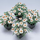 花 種 百日草 プチランドホワイト タキイ種苗 プロ向け 家庭菜園 営利用 花のある暮らし 大量 生産 フラワー