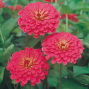 花 種 百日草 F1チェリーサン タキイ種苗 プロ向け 家庭菜園 営利用 花のある暮らし 大量 生産 フラワー