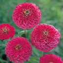 花 種 百日草 エクスクイジート タキイ種苗 プロ向け 家庭菜園 営利用 花のある暮らし 大量 生産 フラワー