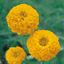 花 種 百日草 カナリーバード タキイ種苗 プロ向け 家庭菜園 営利用 花のある暮らし 大量 生産 フラワー