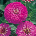 花 種 百日草 ドリーム タキイ種苗 プロ向け 家庭菜園 営利用 花のある暮らし 大量 生産 フラワー