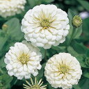 花 種 百日草 ポーラベア タキイ種苗 プロ向け 家庭菜園 営利用 花のある暮らし 大量 生産 フラワー