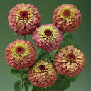 花 種 百日草 クイーンレッドライム タキイ種苗 プロ向け 家庭菜園 営利用 花のある暮らし 大量 生産 フラワー