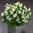 花 種 ベゴニア F1フィオナホワイト タキイ種苗 プロ向け 家庭菜園 営利用 花のある暮らし 大量 生産 フラワー