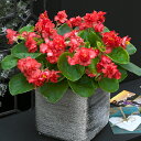 花 種 ベゴニア F1フィオナレッド タキイ種苗 プロ向け 家庭菜園 営利用 花のある暮らし 大量 生産 フラワー