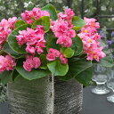 花 種 ベゴニア F1フィオナローズ タキイ種苗 プロ向け 家庭菜園 営利用 花のある暮らし 大量 生産 フラワー