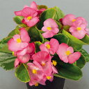 花 種 ベゴニア F1スプリントプラスローズ タキイ種苗 プロ向け 家庭菜園 営利用 花のある暮らし 大量 生産 フラワー