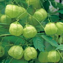 花 種 風船かずら 風船かずら タキイ種苗 プロ向け 家庭菜園 営利用 花のある暮らし 大量 生産 フラワー