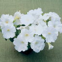 花 種 ペチュニア F1ディーバホワイト タキイ種苗 プロ向け 家庭菜園 営利用 花のある暮らし 大量 生産 フラワー