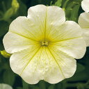 花 種 ペチュニア F1ラテリーナイエロー タキイ種苗 プロ向け 家庭菜園 営利用 花のある暮らし 大量 生産 フラワー