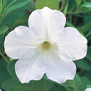 花 種 ペチュニア F1ラテリーナホワイト タキイ種苗 プロ向け 家庭菜園 営利用 花のある暮らし 大量 生産 フラワー
