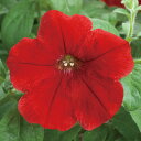 花 種 ペチュニア F1ラテリーナレッド タキイ種苗 プロ向け 家庭菜園 営利用 花のある暮らし 大量 生産 フラワー