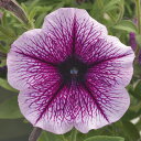 花 種 ペチュニア F1ラテリーナパープルアイス タキイ種苗 プロ向け 家庭菜園 営利用 花のある暮らし 大量 生産 フラワー