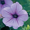 花 種 ペチュニア F1ラテリーナラベンダーアイス タキイ種苗 プロ向け 家庭菜園 営利用 花のある暮らし 大量 生産 フラワー