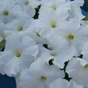 花 種 ペチュニア F1マンボGPホワイト タキイ種苗 プロ向け 家庭菜園 営利用 花のある暮らし 大量 生産 フラワー