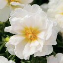 花 種 松葉牡丹 F1ハッピーアワーココナッツ タキイ種苗 プロ向け 家庭菜園 営利用 花のある暮らし 大量 生産 フラワー