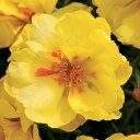 花 種 松葉牡丹 F1ハッピーアワーレモン タキイ種苗 プロ向け 家庭菜園 営利用 花のある暮らし 大量 生産 フラワー