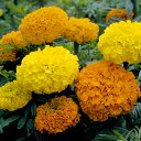 花 種 アフリカンマリ 万寿菊高性大輪混合 タキイ種苗 プロ向け 家庭菜園 営利用 花のある暮らし 大量 生産 フラワー