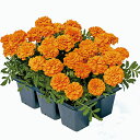 花 種 フレンチマリ スーパーヒーローオレンジ タキイ種苗 プロ向け 家庭菜園 営利用 花のある暮らし 大量 生産 フラワー