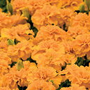 花 種 フレンチマリ リトルヒーローオレンジ タキイ種苗 プロ向け 家庭菜園 営利用 花のある暮らし 大量 生産 フラワー