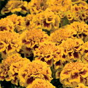 花 種 フレンチマリ リトルヒーローファイヤー タキイ種苗 プロ向け 家庭菜園 営利用 花のある暮らし 大量 生産 フラワー