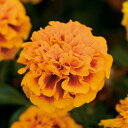 花 種 フレンチマリ ホットパックフレーム タキイ種苗 プロ向け 家庭菜園 営利用 花のある暮らし 大量 生産 フラワー