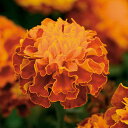 花 種 フレンチマリ ホットパックハーモニー タキイ種苗 プロ向け 家庭菜園 営利用 花のある暮らし 大量 生産 フラワー