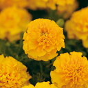 花 種 フレンチマリ ホットパックゴールド タキイ種苗 プロ向け 家庭菜園 営利用 花のある暮らし 大量 生産 フラワー