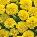 花 種 フレンチマリ ホットパックイエロー タキイ種苗 プロ向け 家庭菜園 営利用 花のある暮らし 大量 生産 フラワー