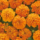 花 種 フレンチマリ ホットパックオレンジ タキイ種苗 プロ向け 家庭菜園 営利用 花のある暮らし 大量 生産 フラワー
