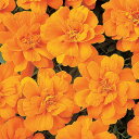 花 種 フレンチマリ デュランゴタンジェリン タキイ種苗 プロ向け 家庭菜園 営利用 花のある暮らし 大量 生産 フラワー