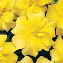 花 種 フレンチマリ デュランゴイエロー タキイ種苗 プロ向け 家庭菜園 営利用 花のある暮らし 大量 生産 フラワー