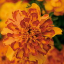 花 種 フレンチマリ ボナンザボレロ タキイ種苗 プロ向け 家庭菜園 営利用 花のある暮らし 大量 生産 フラワー