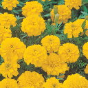 花 種 フレンチマリ ボナンザイエロー タキイ種苗 プロ向け 家庭菜園 営利用 花のある暮らし 大量 生産 フラワー