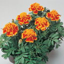 花 種 フレンチマリ ボナンザビー タキイ種苗 プロ向け 家庭菜園 営利用 花のある暮らし 大量 生産 フラワー