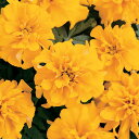 花 種 フレンチマリ ボナンザゴールド タキイ種苗 プロ向け 家庭菜園 営利用 花のある暮らし 大量 生産 フラワー