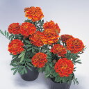花 種 フレンチマリ サファリスカーレット タキイ種苗 プロ向け 家庭菜園 営利用 花のある暮らし 大量 生産 フラワー