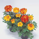 花 種 フレンチマリ サファリボレロ タキイ種苗 プロ向け 家庭菜園 営利用 花のある暮らし 大量 生産 フラワー