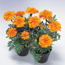 花 種 フレンチマリ サファリオレンジ タキイ種苗 プロ向け 家庭菜園 営利用 花のある暮らし 大量 生産 フラワー