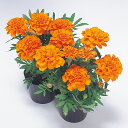 花 種 フレンチマリ サファリタンジェリン タキイ種苗 プロ向け 家庭菜園 営利用 花のある暮らし 大量 生産 フラワー