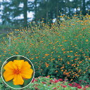 花 種 フレンチマリ グランドコントロール タキイ種苗 プロ向け 家庭菜園 営利用 花のある暮らし 大量 生産 フラワー