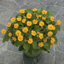 花 種 メランポディウム ジャックポット タキイ種苗 プロ向け 家庭菜園 営利用 花のある暮らし 大量 生産 フラワー