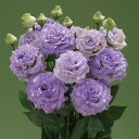 花 種 ユーストマ F1プリマ1型ラベンダー タキイ種苗 プロ向け 家庭菜園 営利用 花のある暮らし 大量 生産 フラワー