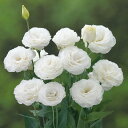 花 種 ユーストマ F1マイコ タキイ種苗 プロ向け 家庭菜園 営利用 花のある暮らし 大量 生産 フラワー