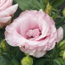 花 種 ユーストマ F1ロメオピンク タキイ種苗 プロ向け 家庭菜園 営利用 花のある暮らし 大量 生産 フラワー