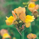 花 種 リナリア アプリコットウィズイエローアイグッピー タキイ種苗 プロ向け 家庭菜園 営利用 花のある暮らし 大量 生産 フラワー