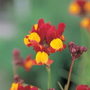花 種 リナリア スカーレットウィズイエローアイグッピー タキイ種苗 プロ向け 家庭菜園 営利用 花のある暮らし 大量 生産 フラワー