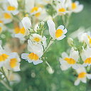 花 種 リナリア ホワイトウィズイエローアイグッピー タキイ種苗 プロ向け 家庭菜園 営利用 花のある暮らし 大量 生産 フラワー