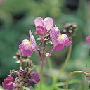 花 種 リナリア スポッテッドピンクグッピー タキイ種苗 プロ向け 家庭菜園 営利用 花のある暮らし 大量 生産 フラワー